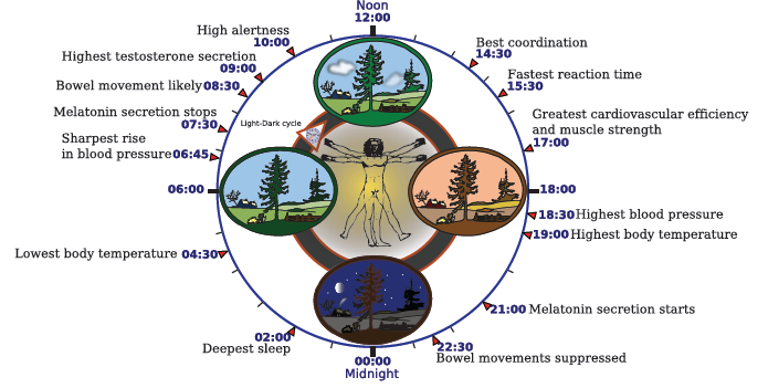 light and health are linked as our circadian rhythm underpins our daily activities 
