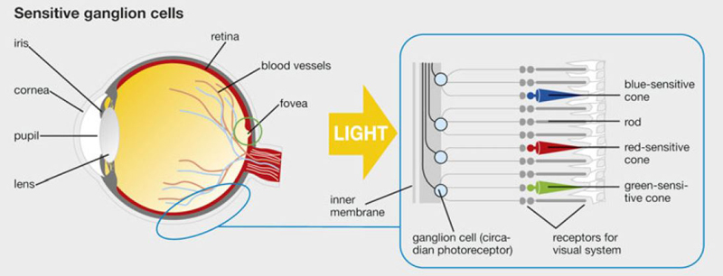 our eyes measure the time of day with ganglion cells (iPRGCs)